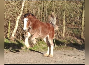 Drum Horse, Mare, 1 year, 17 hh, Brown