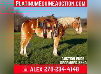 Drum Horse, Mare, 5 years, 16 hh, Chestnut