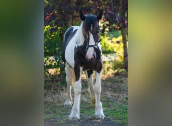 Drum Horse, Merrie, 1 Jaar, 147 cm, Tobiano-alle-kleuren
