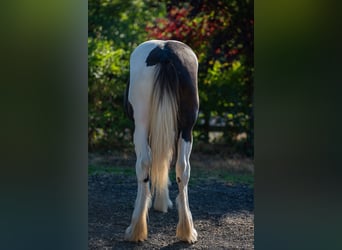 Drum Horse, Merrie, 1 Jaar, 147 cm, Tobiano-alle-kleuren