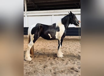 Drum Horse, Merrie, 2 Jaar, 163 cm, Tobiano-alle-kleuren