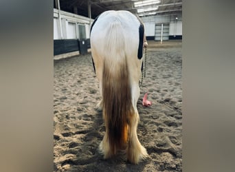Drum Horse, Merrie, 2 Jaar, 163 cm, Tobiano-alle-kleuren
