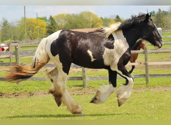 Drum Horse, Merrie, 2 Jaar, 163 cm, Tobiano-alle-kleuren