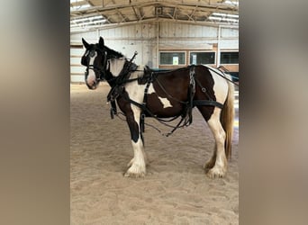 Drum Horse, Merrie, 2 Jaar, 163 cm, Tobiano-alle-kleuren