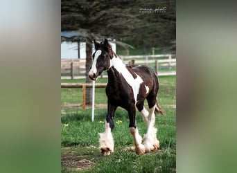 Drum Horse, Merrie, 2 Jaar, 163 cm, Tobiano-alle-kleuren