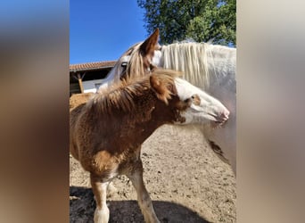 Drum Horse, Merrie, veulen (04/2024), 170 cm, Donkere-vos