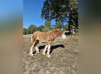 Drum Horse, Merrie, veulen (04/2024), 170 cm, Donkere-vos