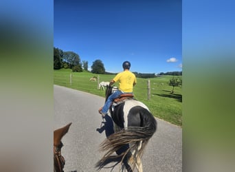 Drum Horse, Ruin, 19 Jaar, 170 cm, Gevlekt-paard