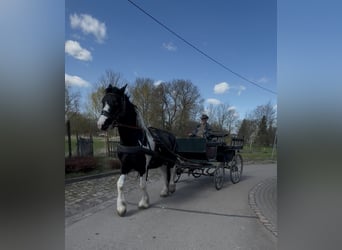 Drum Horse, Ruin, 4 Jaar, 174 cm, Gevlekt-paard