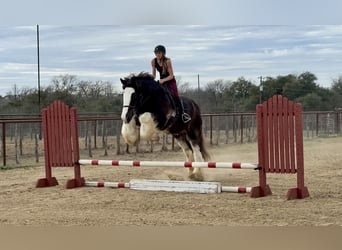 Drum Horse, Ruin, 6 Jaar, 183 cm, Sabino