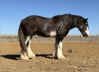 Drum Horse, Ruin, 6 Jaar, 183 cm, Sabino