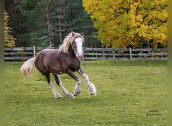 Drúm horse, Semental, 1 año, 173 cm