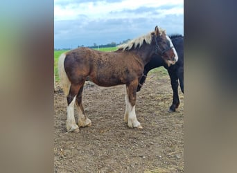 Drum Horse, Stallion, 1 year, 15,2 hh, Bay