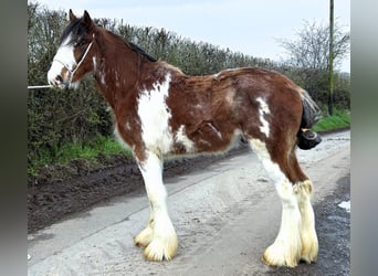 Drum Horse, Stallion, 2 years