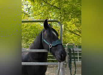 Drum-Horse, Stute, 15 Jahre, 174 cm, Rappe