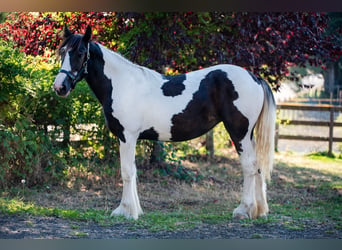 Drum-Horse, Stute, 1 Jahr, 147 cm, Tobiano-alle-Farben