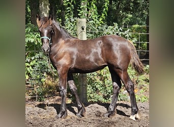 Drum-Horse Mix, Stute, Fohlen (04/2026), Dunkelfuchs