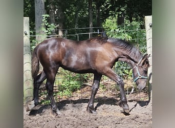 Drum-Horse Mix, Stute, Fohlen (04/2026), Dunkelfuchs