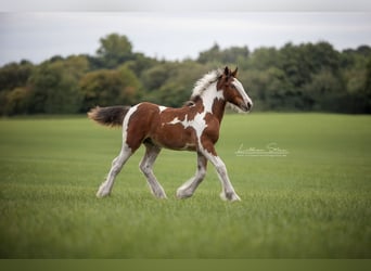 Drum-Horse, Stute, Fohlen (05/2025)