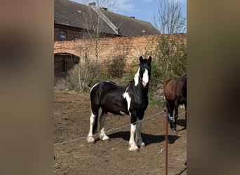 Drum Horse Mix, Wałach, 4 lat, 174 cm, Srokata