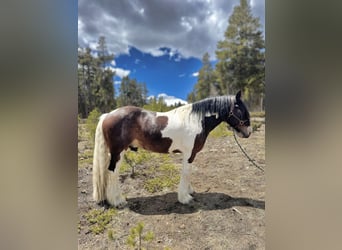 Drum Horse, Wałach, 6 lat, 160 cm, Tobiano wszelkich maści