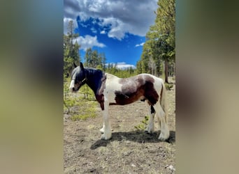 Drum Horse, Wałach, 6 lat, 160 cm, Tobiano wszelkich maści
