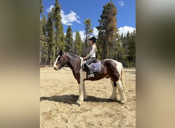 Drum Horse, Wałach, 6 lat, 160 cm, Tobiano wszelkich maści