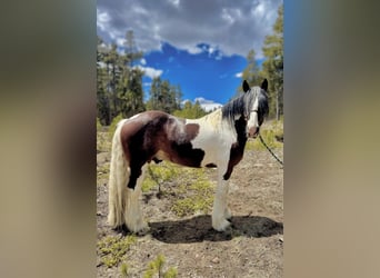 Drum Horse, Wałach, 6 lat, 160 cm, Tobiano wszelkich maści