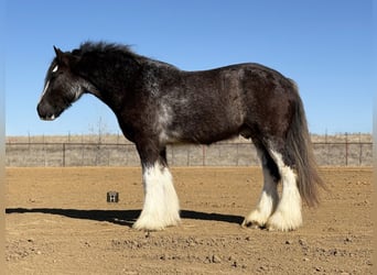 Drum Horse, Wałach, 6 lat, 183 cm, Sabino