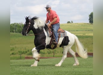 Drum Horse, Wałach, 5 lat, 163 cm, Tobiano wszelkich maści
