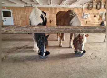 Drum-Horse, Wallach, 19 Jahre, 170 cm, Schecke