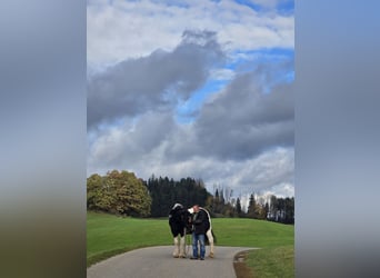 Drum-Horse, Wallach, 19 Jahre, 170 cm, Schecke