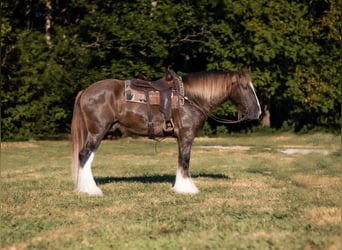 Drum-Horse, Wallach, 4 Jahre, 163 cm, Schwarzbrauner