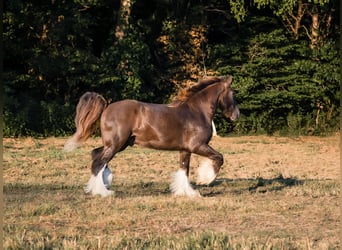 Drum-Horse, Wallach, 4 Jahre, 163 cm, Schwarzbrauner