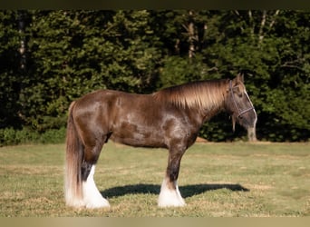 Drum-Horse, Wallach, 4 Jahre, 163 cm, Schwarzbrauner