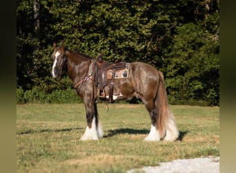 Drum-Horse, Wallach, 4 Jahre, 163 cm, Schwarzbrauner