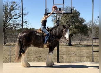 Drum-Horse, Wallach, 6 Jahre, 183 cm, Sabino