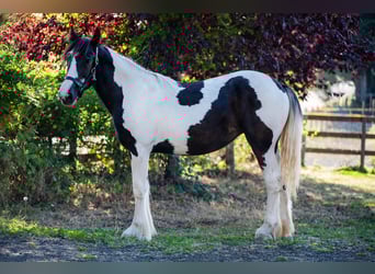 Drúm horse, Yegua, 1 año, 147 cm, Tobiano-todas las-capas