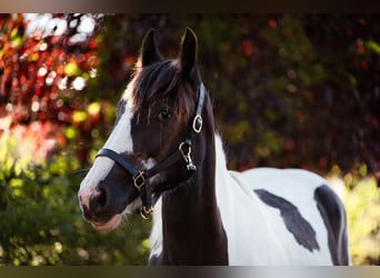 Drúm horse, Yegua, 1 año, 147 cm, Tobiano-todas las-capas