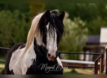 Drúm horse, Yegua, 1 año, 147 cm, Tobiano-todas las-capas
