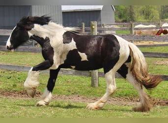 Drúm horse, Yegua, 2 años, 163 cm, Tobiano-todas las-capas