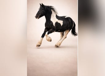 Drúm horse, Yegua, 7 años, 175 cm, Tobiano-todas las-capas