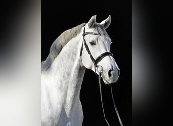 Bavarian Warmblood, Stallion, 18 years, 17 hh, Gray-Dark-Tan