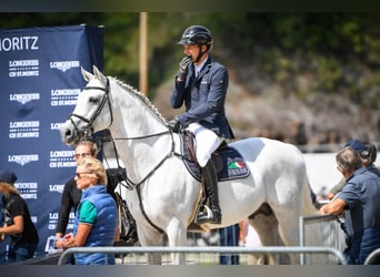 Bavarian Warmblood, Stallion, 19 years, 17 hh, Grey-Dark-Tan