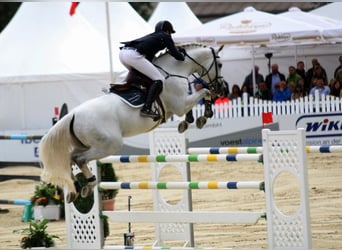 Bavarian Warmblood, Stallion, 19 years, 17 hh, Grey-Dark-Tan