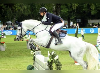 Bavarian Warmblood, Stallion, 19 years, 17 hh, Grey-Dark-Tan