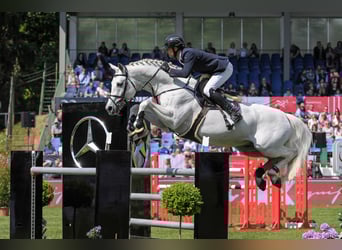 Bavarian Warmblood, Stallion, 19 years, 17 hh, Grey-Dark-Tan