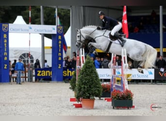 Bavarian Warmblood, Stallion, 19 years, 17 hh, Grey-Dark-Tan