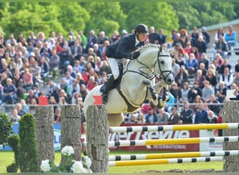 Bavarian Warmblood, Stallion, 19 years, 17 hh, Grey-Dark-Tan