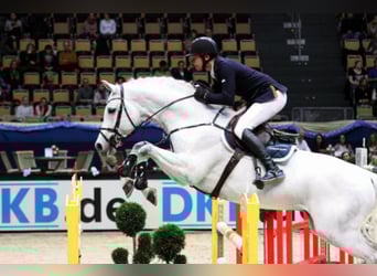 Bavarian Warmblood, Stallion, 19 years, 17 hh, Grey-Dark-Tan